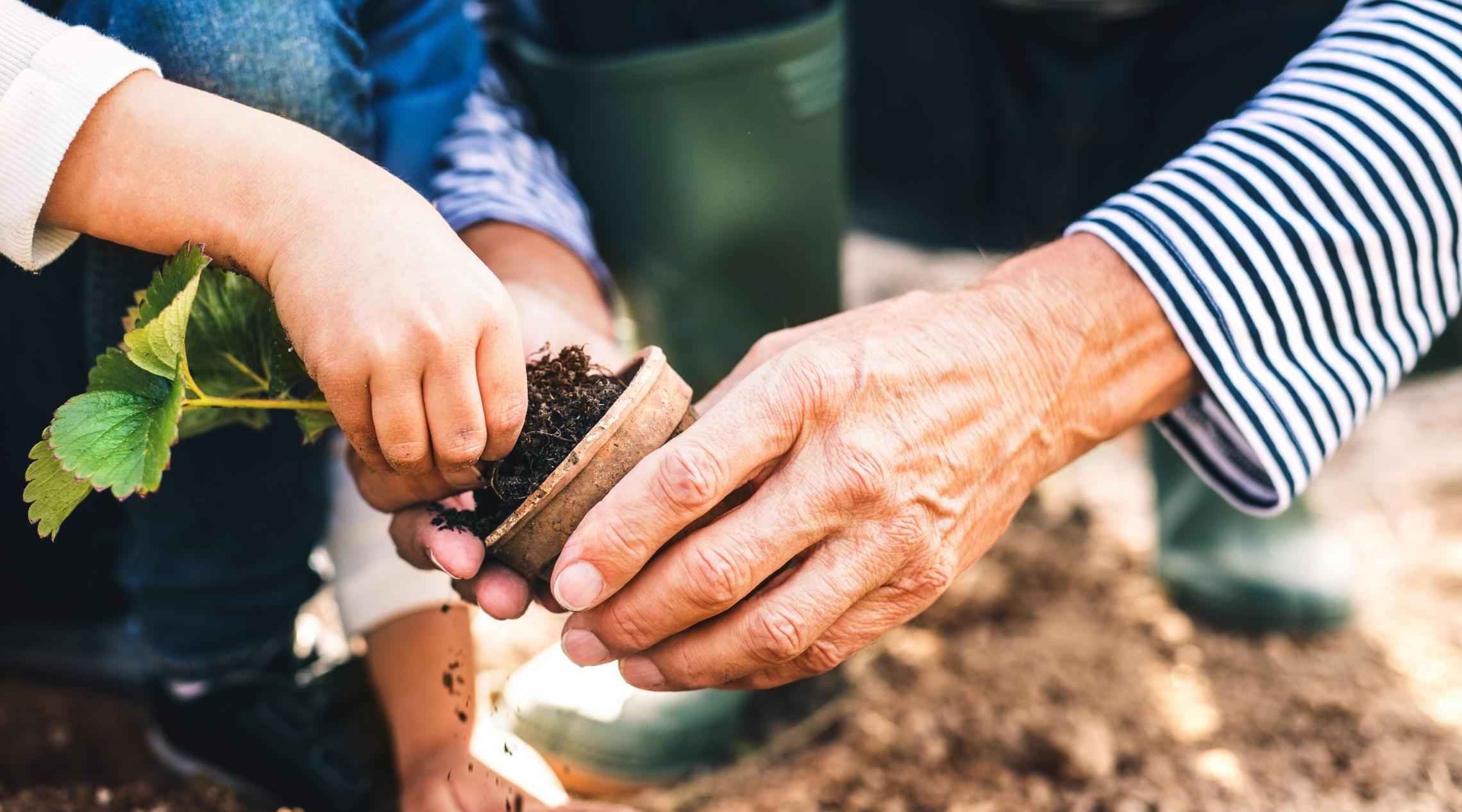 An adult holds a small pot while a child pulls a small strawberry plant from it. Both the adul and cild are bent down in the dirt. Only their hands and lower bodies are visible.